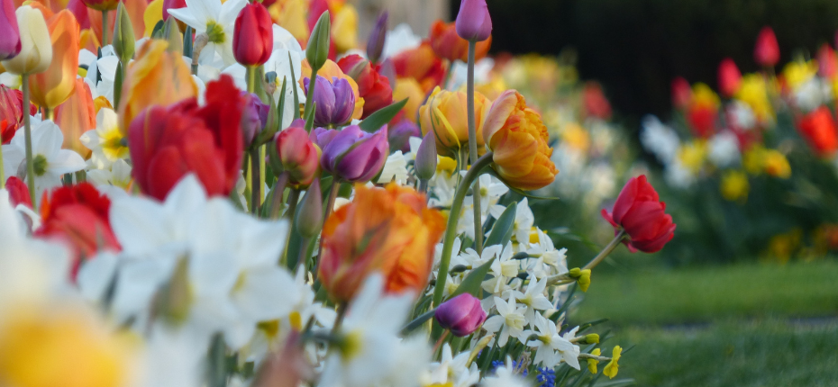 Comment aménager son jardin